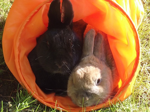 Kaninchen tunnel